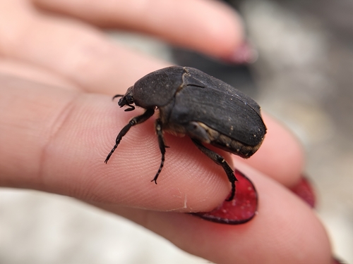 Speckled Rose Chafer