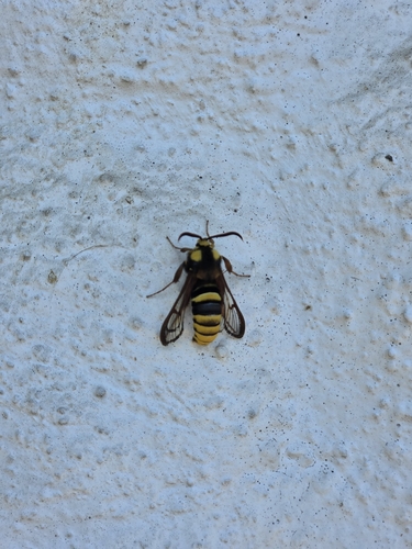 Hornet Moth