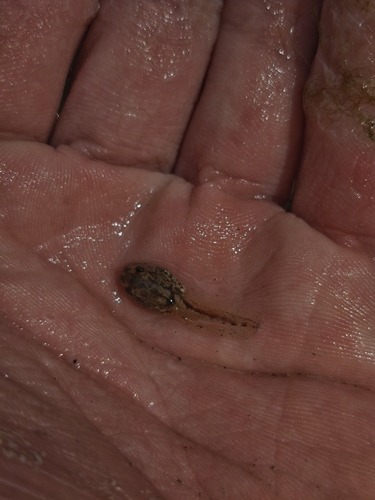 Betic Midwife Toad