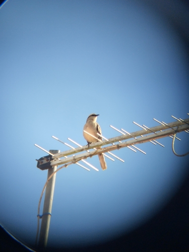 Chalk-browed Mockingbird