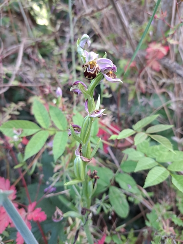 Bee Orchid