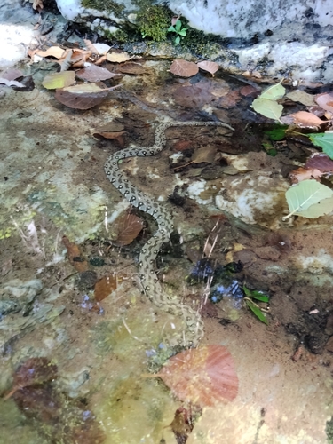 Viperine Snake