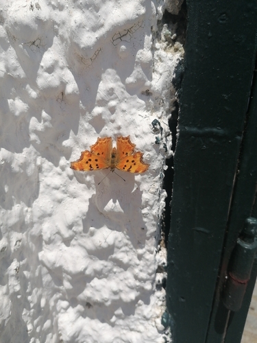 Southern Comma