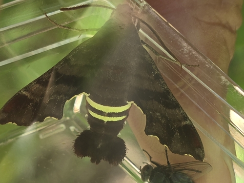 Nessus Sphinx