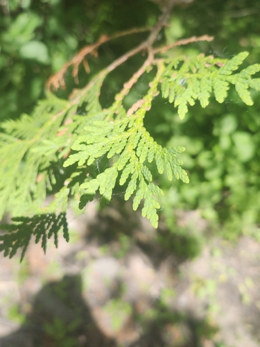 northern whitecedar