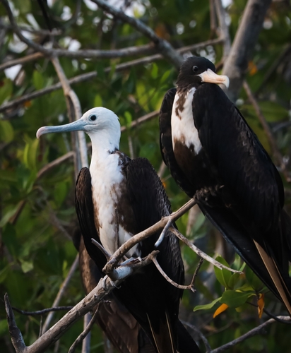 Magnificent Frigatebird (Fregata magnificens)