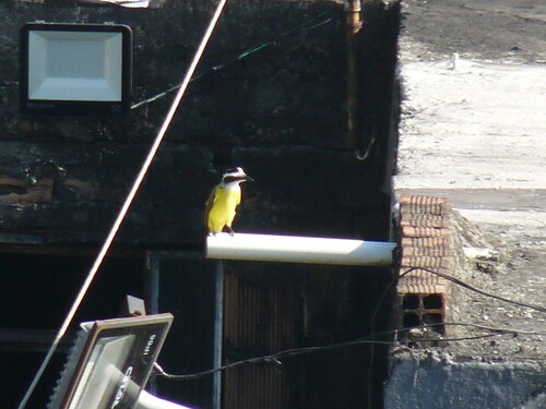 Great Kiskadee