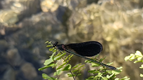 Copper Demoiselle