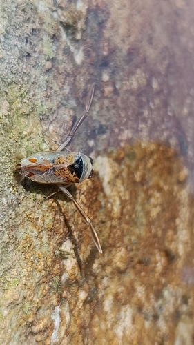 peppered backswimmer