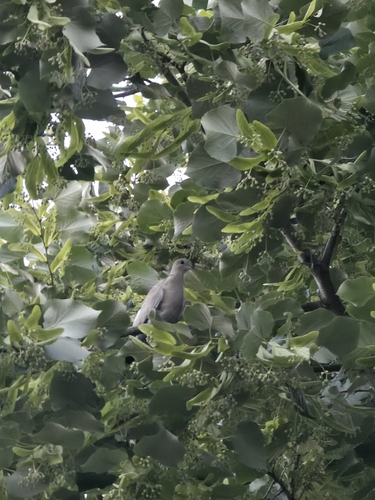 Eurasian Collared-Dove
