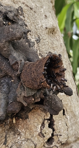 Brazilian Robber Bee