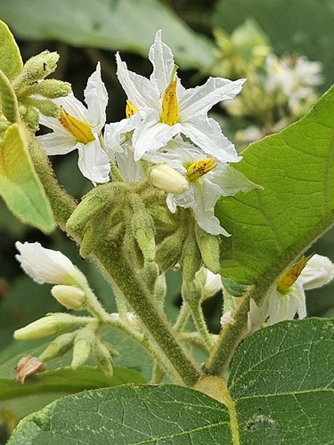 Solanum scuticum
