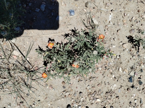 Scarlet Globemallow