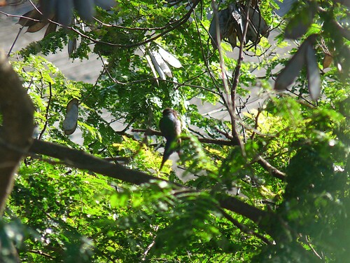 Swallow-tailed Hummingbird