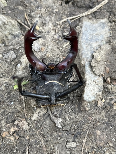 European Stag Beetle