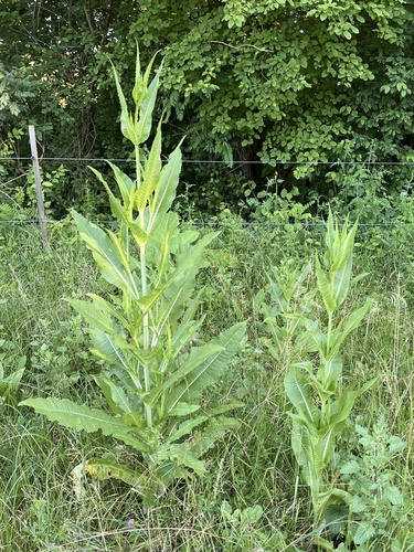 wild teasel