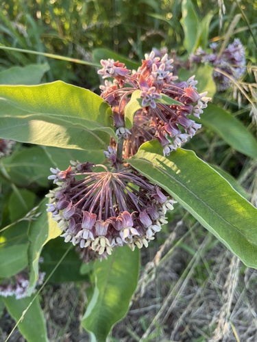 common milkweed