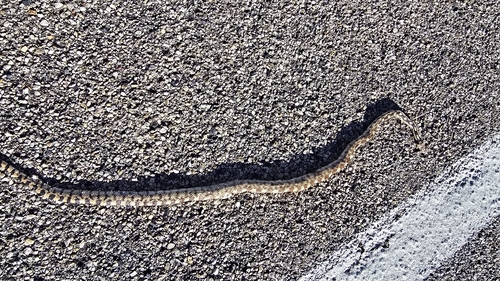 Great Basin Gopher Snake
