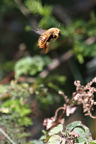 photo of (Neoxylocopa)