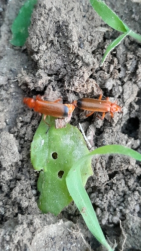 Common Red Soldier Beetle