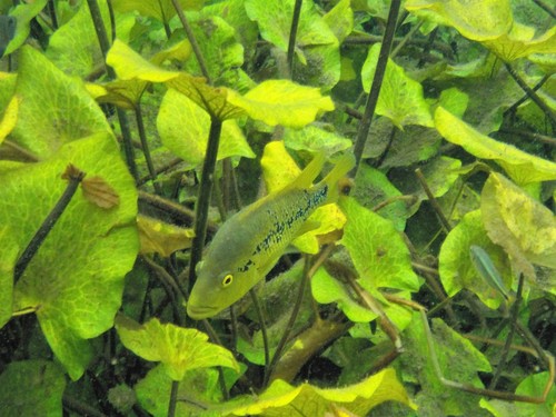 Barton's Cichlid