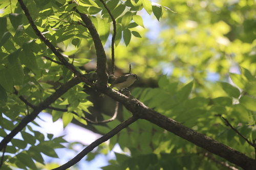 Tufted Titmouse
