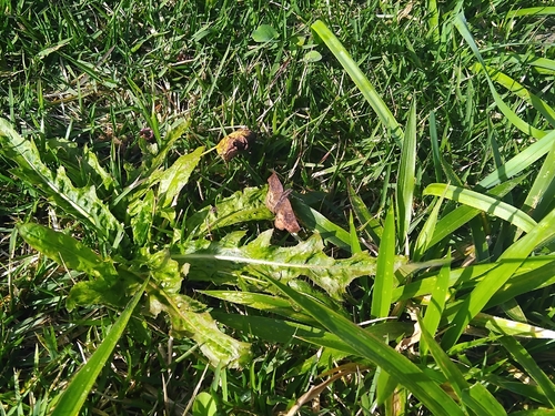 Theagenes dichrous