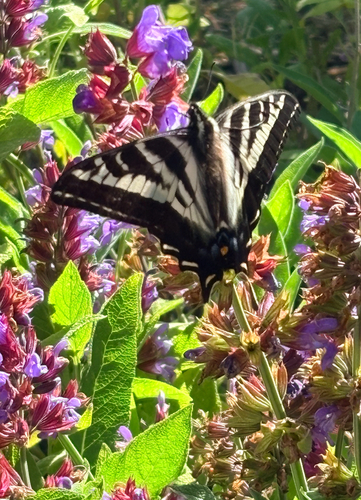 Pale Swallowtail