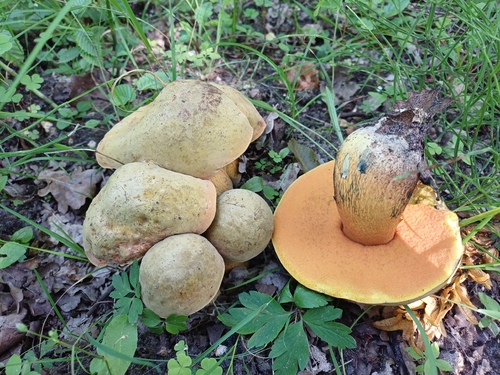 Lurid Bolete