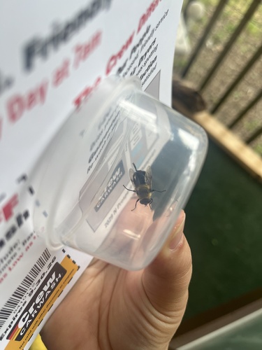 Bare-eyed Bee-mimic Fly