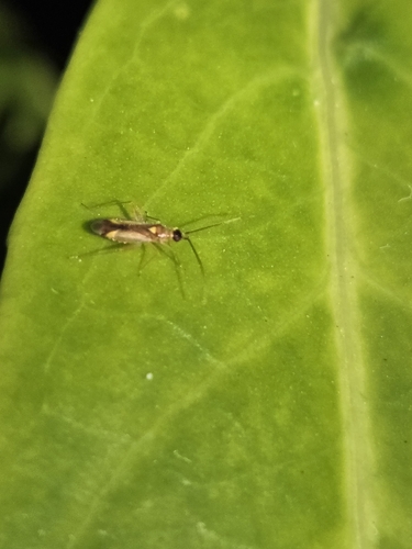 Campyloneura virgula