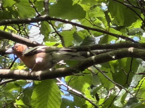 Common Chaffinch