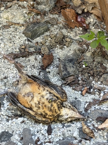 American Robin