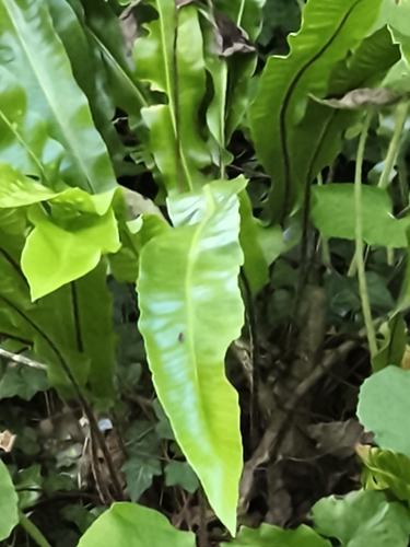Hart's-tongue fern
