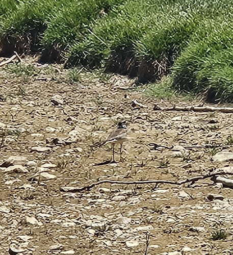 Killdeer