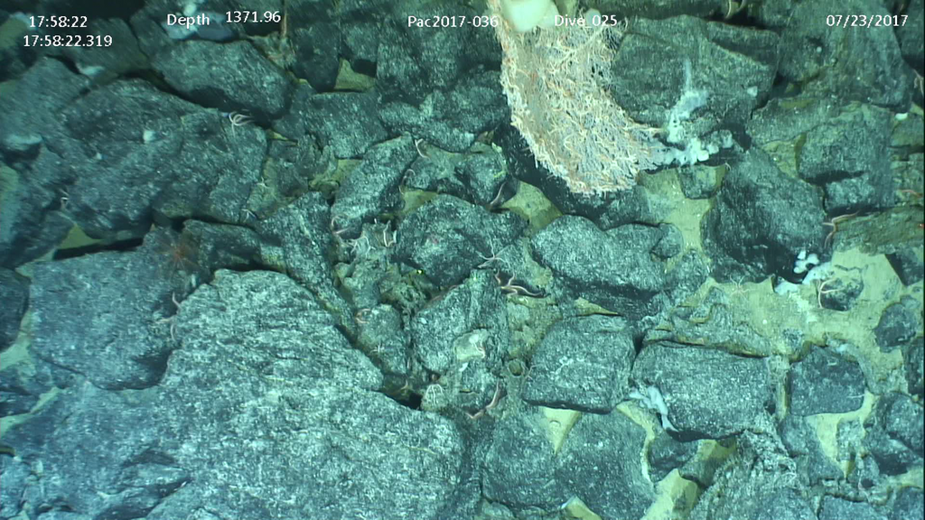 Brittle star (OTU EO02) (Seamounts of Canada's Large Offshore Pacific