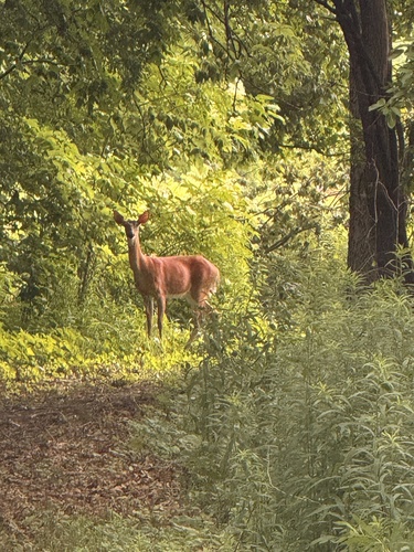 White-tailed Deer