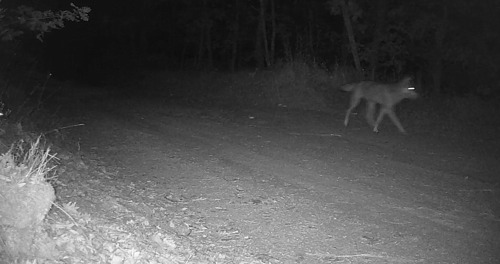Gray Wolf