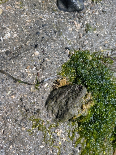 Yellow Shore Crab