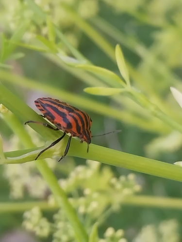 European Striped Shield Bug