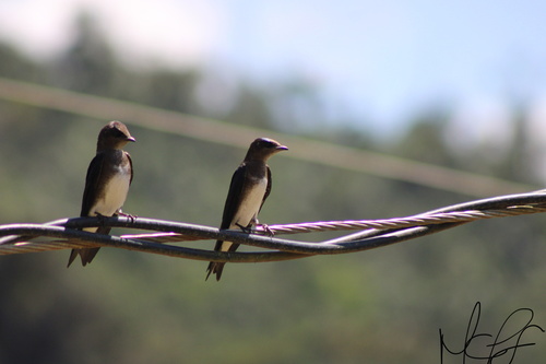 Caribbean Martin | Native Nature