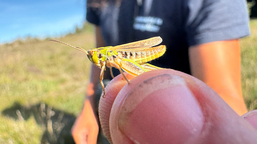Lesser Mottled Grasshopper