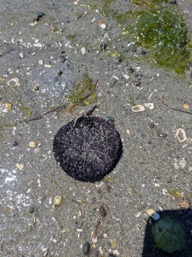 Eccentric Sand Dollar