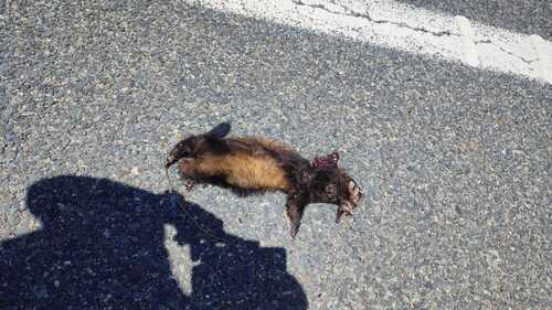 Western Polecat