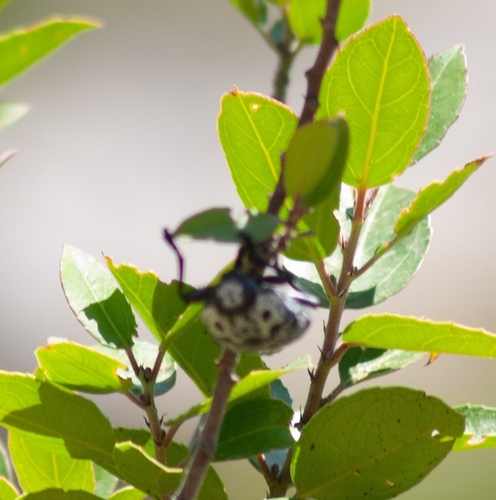 Capnodis cariosa