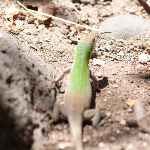 Italian Wall Lizard