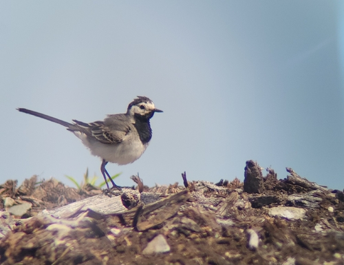 White Wagtail