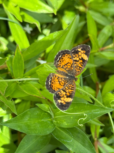Pearl Crescent
