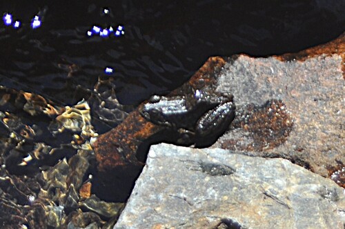 iNaturalist observation photo of Sierra Nevada Yellow-legged Frog