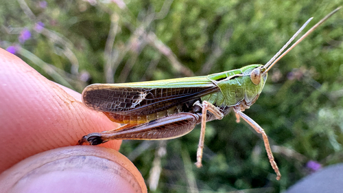 Stripe-winged Grasshopper